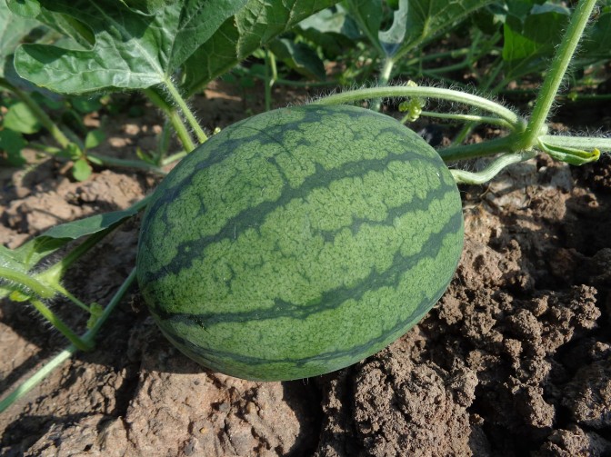 Watermelon, Watermelon Farming and Organic Manure/Fertilizer 